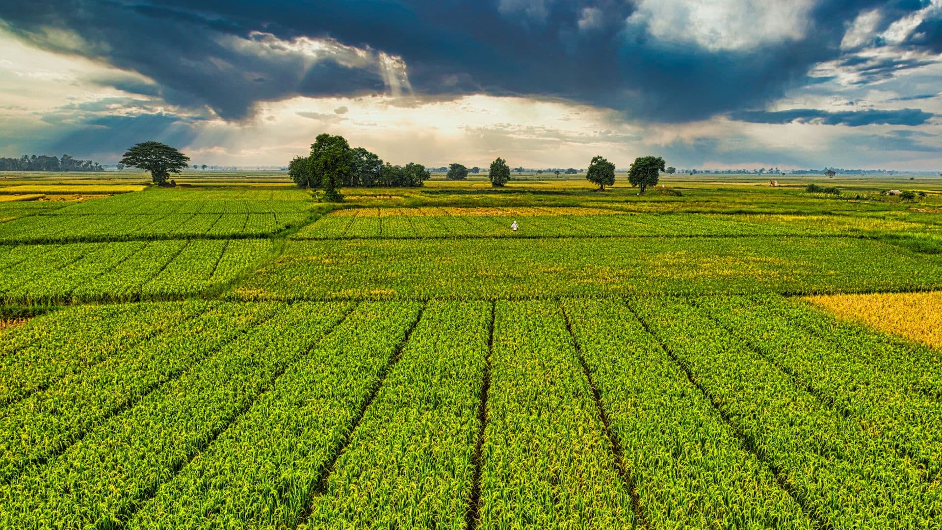 Foco em agricultura sustentável